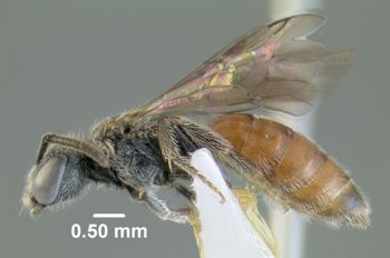 Media type: image;   Entomology 610763 Aspect: habitus lateral view